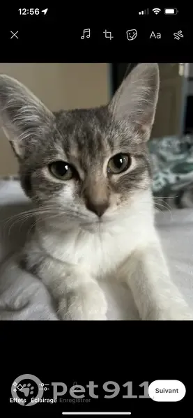 Chat disparu Fille, Castres (fl492952) - photo
