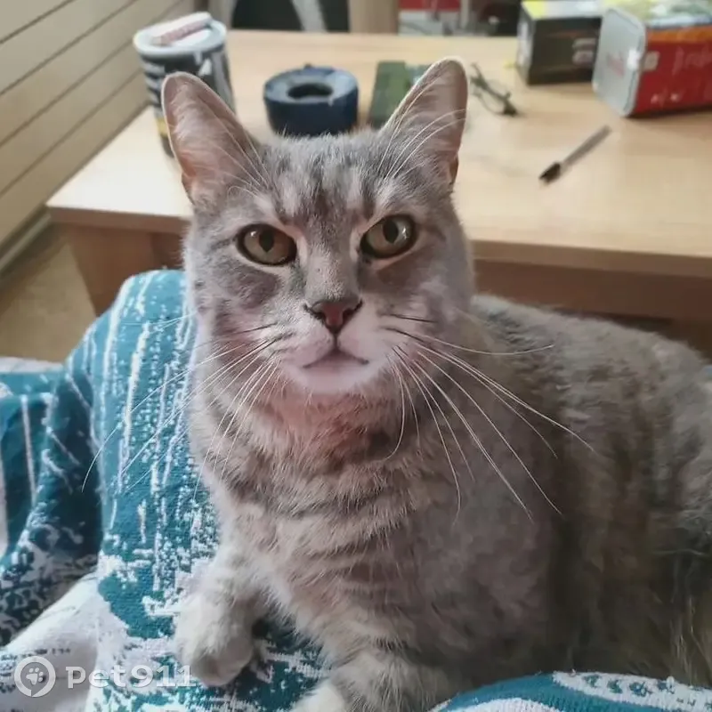Chat disparu Garçon, Épinal (fl492953) - photo