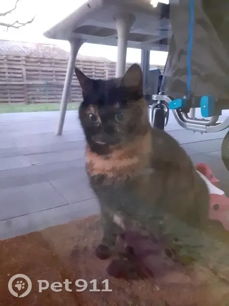 Chat trouvé Fille, Castelculier (ff492954) - photo