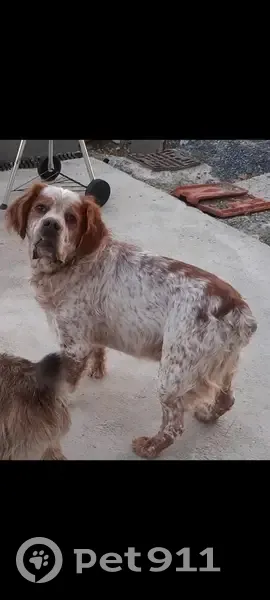 Chien disparu Garçon (fl492976) - photo