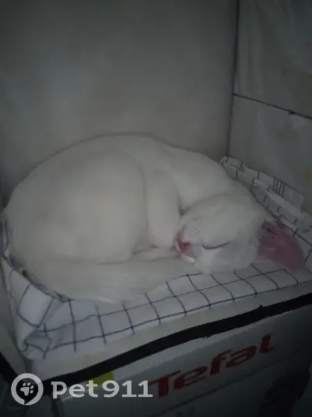 Chat trouvé Garçon (ff492982) - photo