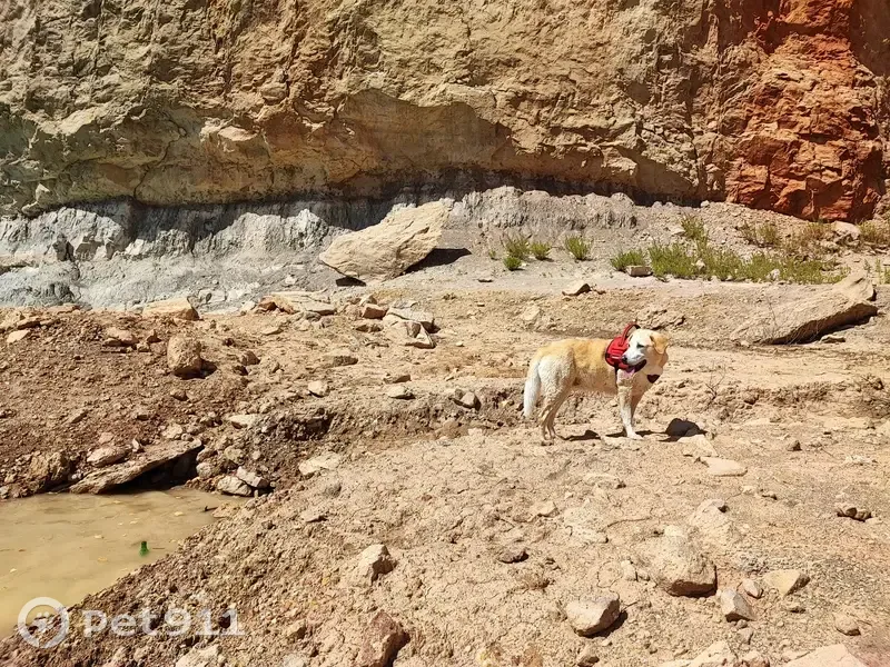 Chien disparu Fille (fl492985) - photo