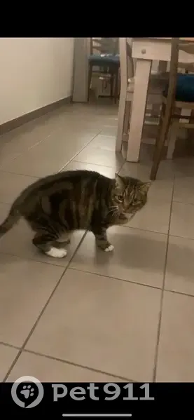 Chat disparu Garçon, Rosporden (fl492987) - photo