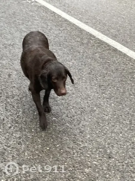 Chien trouvé Garçon (ff492989) - photo