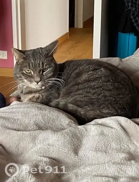 Chat disparu Garçon, Ittenheim (fl492993) - photo