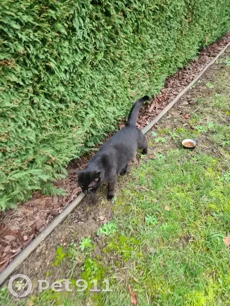 Chat trouvé Garçon (ff492998) - photo