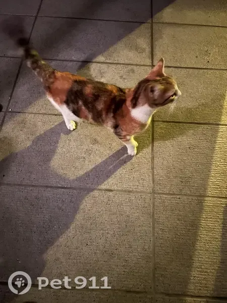 Chat trouvé Fille, La Chapelle-Saint-Mesmin (ff493009) - photo