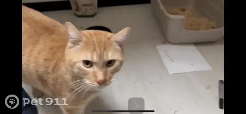 Chat disparu Garçon, Beauvais (fl493024) - photo