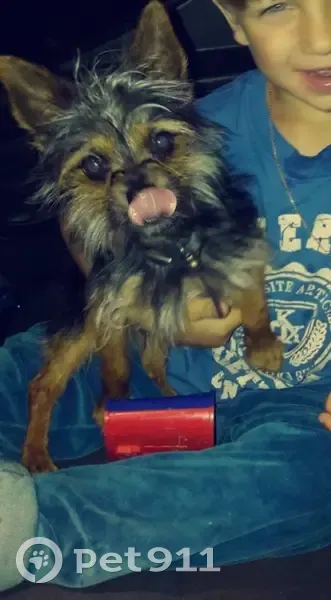 Chien disparu Garçon, Toulouse (fl493026) - photo