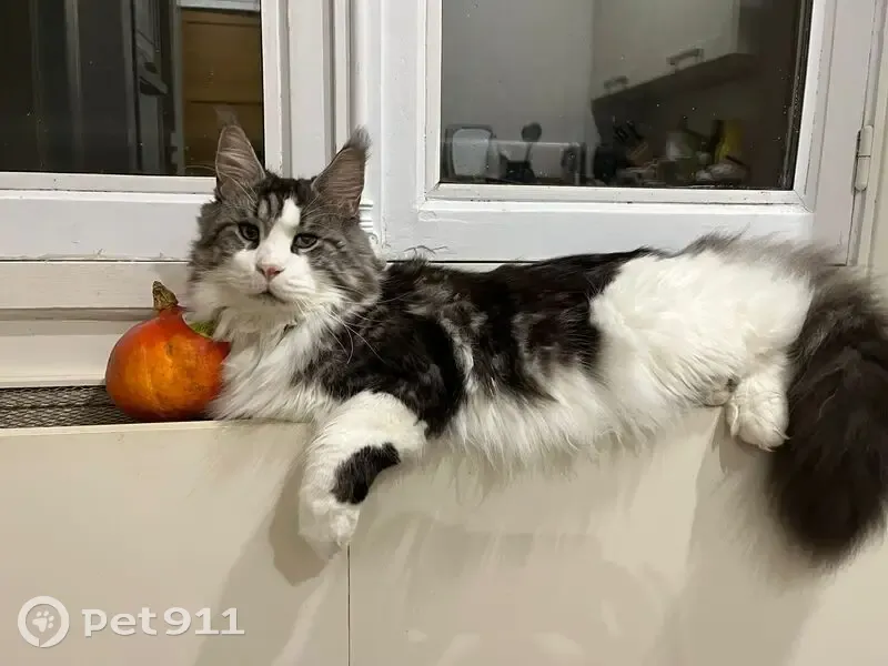 Chat disparu Garçon, Louveciennes (fl493028) - photo