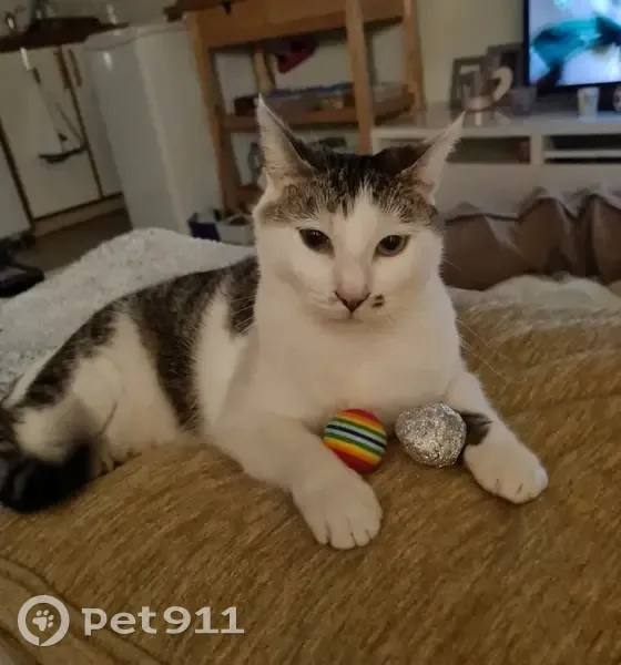 Chat mâle craintif perdu à Brueil - photo