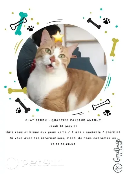 Chat perdu à Antony, Rue Pajeaud - photo