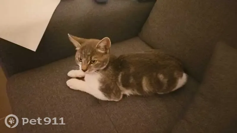 Chaton gris-blanc perdu à Machecoul - photo