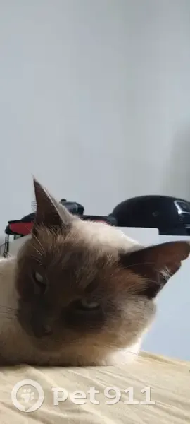 Chat siamois perdu - La Couronne - photo