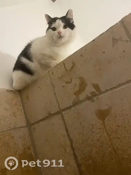Chat Bouboule perdu, St-Cyr - photo