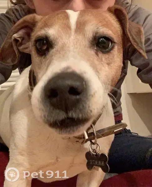 Chien Jack Russel perdu - photo