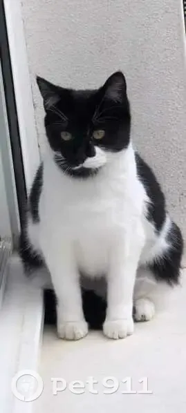 Chatte blanche/noire perdue à Saturargues - photo