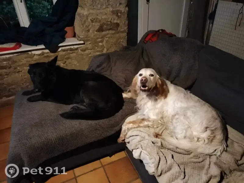 Chien Ivon retrouvé à Éréac - photo