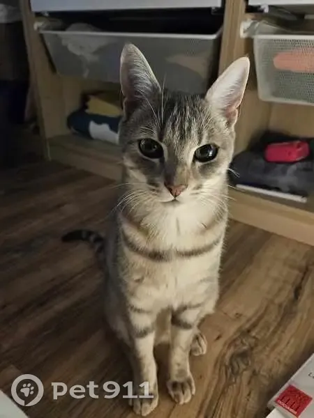 Chat gris rayé perdu à Angers - photo