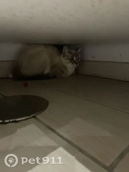 Chaton siamois trouvé à Sury - photo