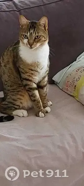 Chat tigré perdu à Mazères - photo