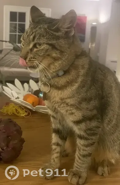 Chat Perdu: Européen, 1,5 ans - photo
