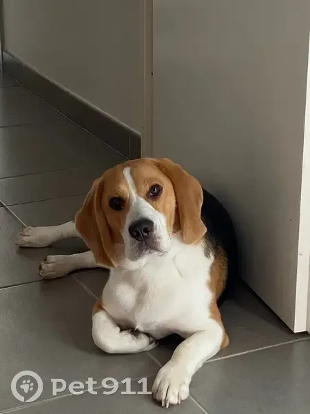Alerte: Beagle bicolore perdu - photo