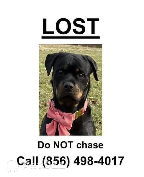 Lost Rottie! Pink Collar on White Horse Pike - photo
