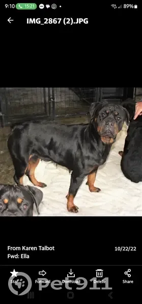 Lost Rottie! Pink Collar on White Horse Pike - photo 3