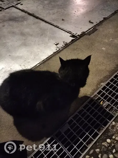 Chat noir trouvé à Rennes 2 - photo