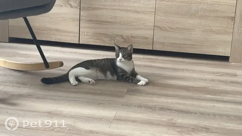 Chat Uno perdu à Walscheid - photo