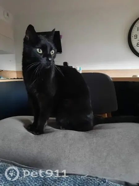 Chatte noire âgée perdue à Mions - photo
