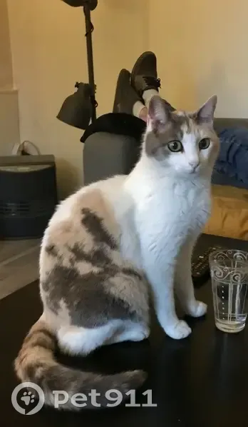 Chatte de 11 ans perdue à Rambures - photo