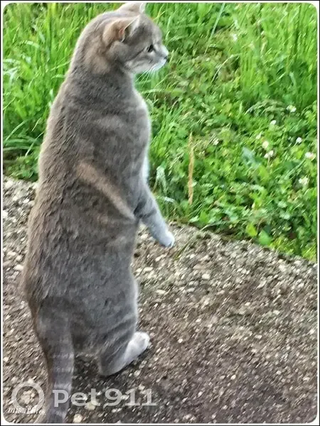 Chat tigré gris perdu à Culoz-Béon - photo