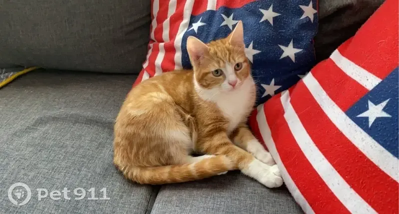 Alerte: Chat Harry roux perdu - photo
