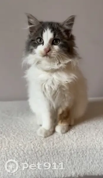 Chaton blanc-gris perdu à Argentan - photo