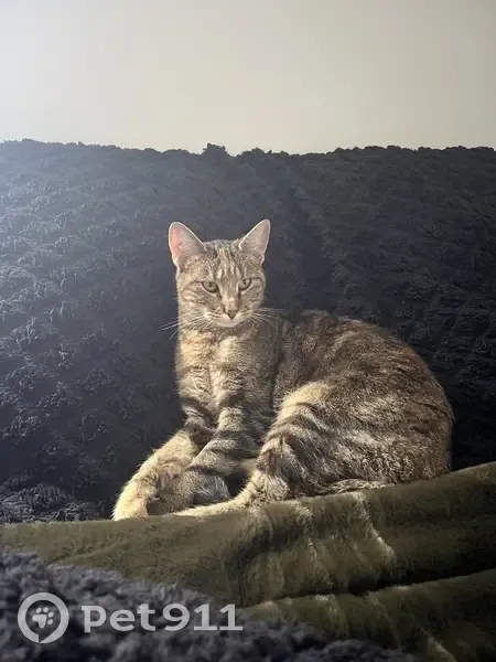 Chatte Seïka disparue, 3 ans - photo