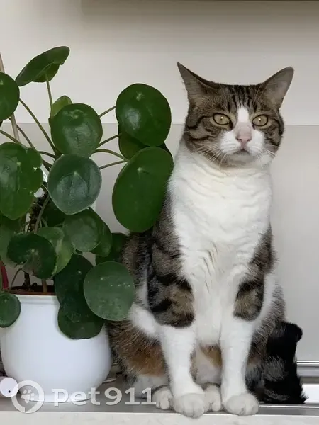 Chat tigré gris perdu à Châteaubernard - photo