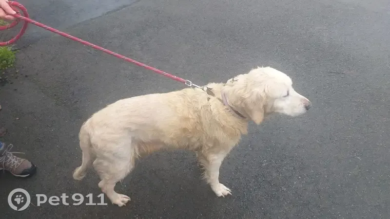Labrador crème trouvé à L'Absie - photo
