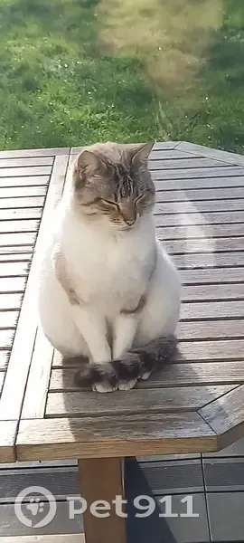 Chat perdu à Agon-Coutainville - photo