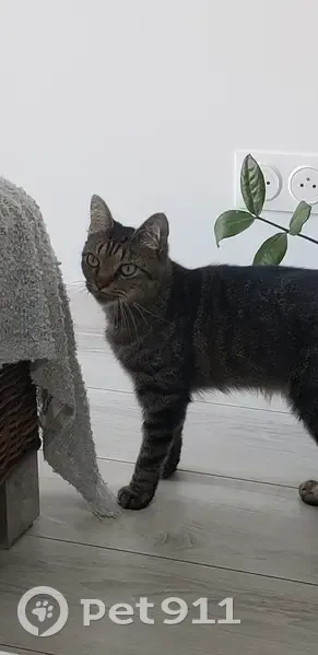 Chat Garfield perdu à Lille - photo