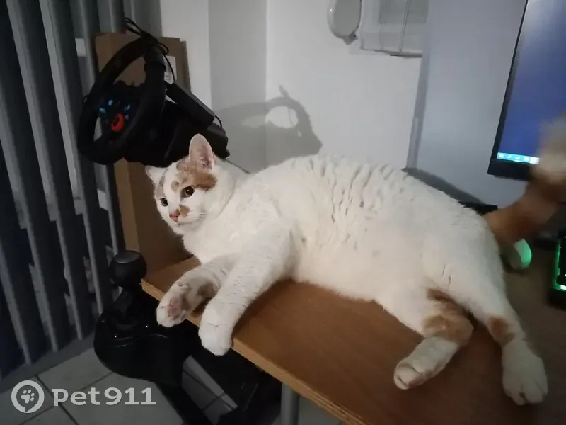 Chat sociable disparu à Tarbes - photo