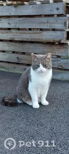 Chat gris-blanc perdu à Firminy - photo