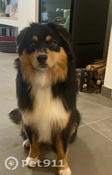 Chien Berger Australien Perdu - photo
