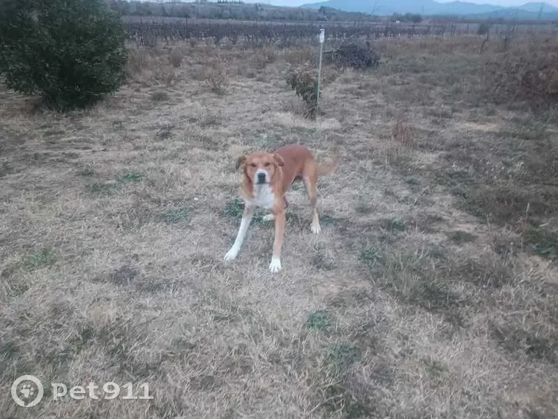 Chien perdu à Trouillas retrouvé - photo