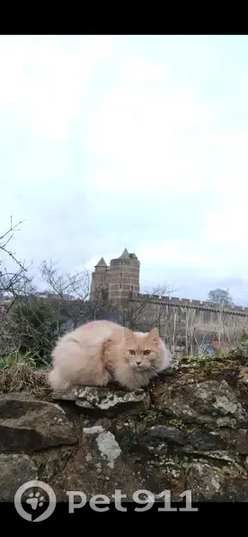 Chat perdu à Fougères, non marqué - photo