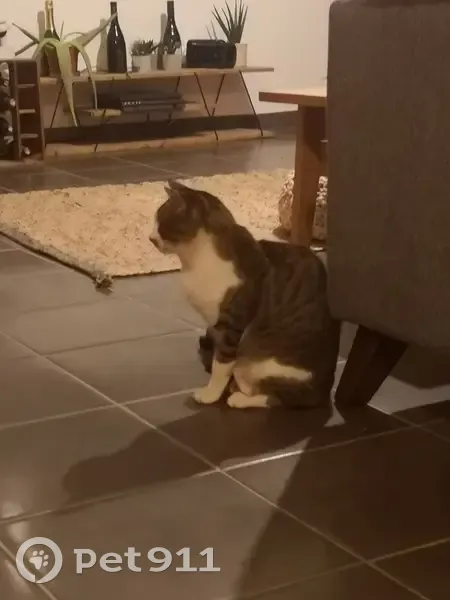 Chat blessé trouvé à Toulouse - photo