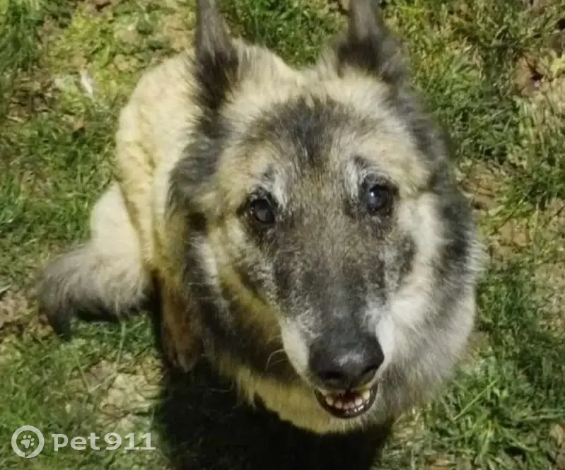 Chienne perdue à Toulouse - photo