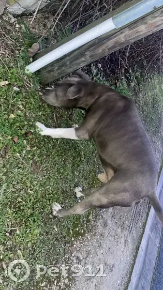 Chien staff blessé retrouvé à Buchères - photo