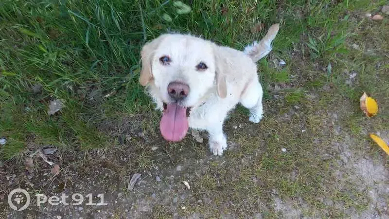 Falco, Labrador/Griffon perdu - photo